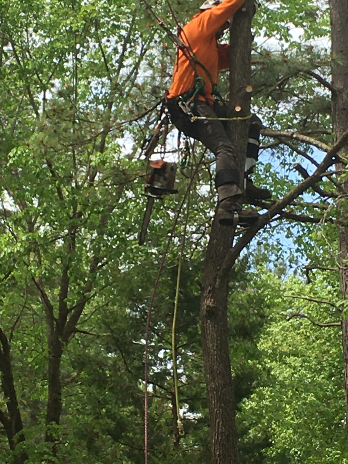 S.A. Arbor Care Tree Service Gallery | Hurdle Mills, NC
